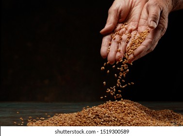 Still Life Of The Wheat Harvest.  Wheat Grains In Hands On A Dark Background. Hands Of An Old Woman Pour Grain Of Ripe Wheat. Close-up