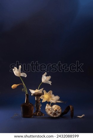 still life witn spring flowers and  seashell  on dark blue background