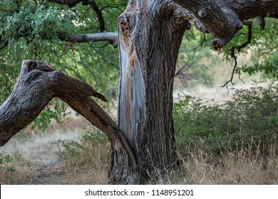 Still Living, Lone Tree Split Apart By A Lightning Strike In Arbor Hills Nature Preserve.