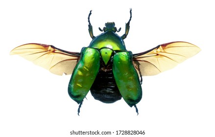 Still photo of the green flower beetle, Torynorrhina flammea