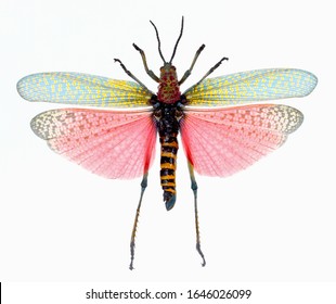 Still photo of the Madagascar Rainbow Locust/Milkweed Locust, Phymateus saxosus.