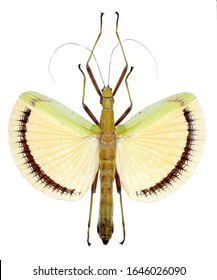 3 Yellow umbrella stick insect Images, Stock Photos & Vectors ...