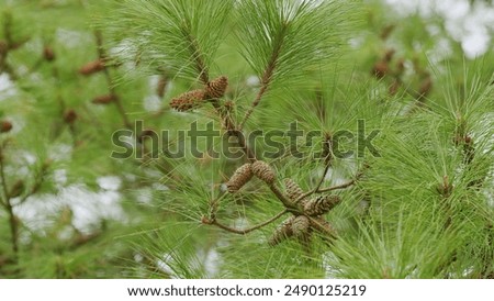 Still. Pine Cone On A Pine Tree. Pine Cone And Branches. Green Needle Pine Tree.