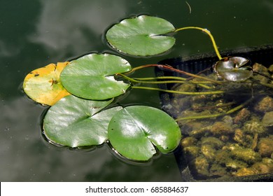 Lily Pad Root Images Stock Photos Vectors Shutterstock