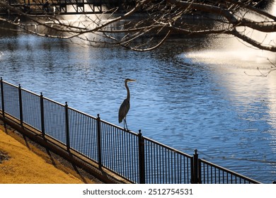 a still simmering lake with a water fountain and a gray great white heron bird standing on a black metal fence surrounded by yellow winter trees and bare winter trees at The Commons Park in Atlanta - Powered by Shutterstock