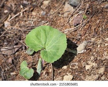Still small butterbur leaf photo