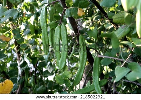 The still unripe and green fruits of the carob tree (Ceratonia siliqua) in Turkey. Its legumes still turn dark brown when ripe 