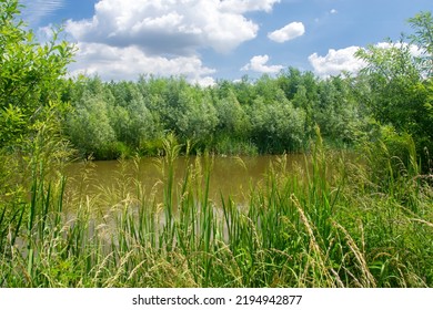 Still Water In The Forest With Blue Sky And White Clouds (Belgium)