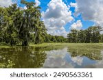 Still water mirrors the vivid blue sky and green cypress trees, with fluffy clouds floating lazily over the serene beauty of Lake Martin, nestled in the heart of Louisiana