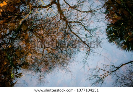 Similar – Mirrored Tree Reflection