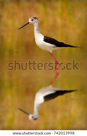 Similar – Image, Stock Photo bird Beautiful Ocean