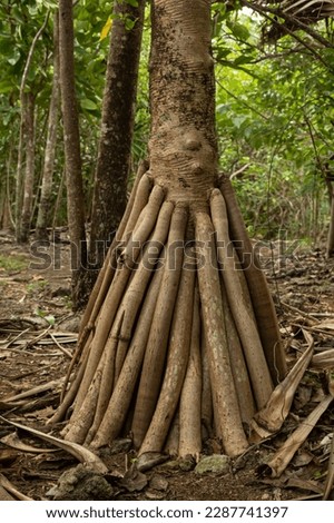 Stilt roots of Pandanus palm Pandanus utilis, Ile aux Aigrettes, Mauritius