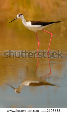 Similar – Image, Stock Photo bird Beautiful Ocean