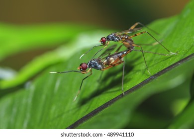 Stilt-legged Flies mating on green leaf
