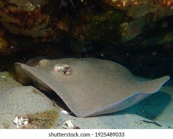 Sting Ray Close Up On Sandy Ocean Floor