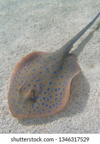 Sting Ray Manta