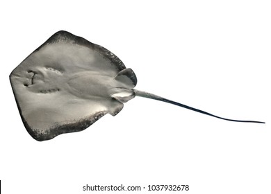 Sting Ray Or Myliobatis Aquila, Isolated On White Background. View From Bottom To Top. Copy Space.