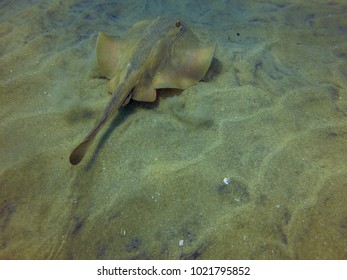 Sting Ray Scuba Diving Encounter