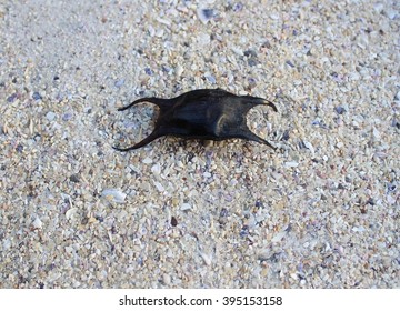 Sting Ray, Shark Or Skate Egg