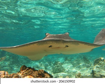 Sting Ray, Snorkeling Tahiti