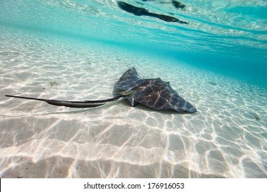 Sting Ray Swimming In Shallow Water