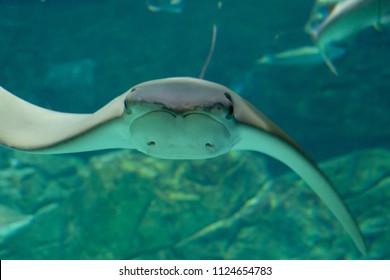 A Sting Ray Swimming Towards The Camera Gracefully. Myliobatoidei Swimming.