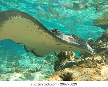 Sting Ray World, Tahiti