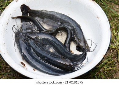 The Stinger catfish is an important economic fish in southern Thailand and is endangered. takes a long time to cultivate