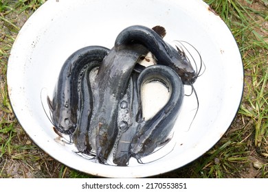 Stinger catfish are scaleless freshwater fish. looks like a catfish It is one of the economically important fish and is considered the local fish of Surat Thani Province