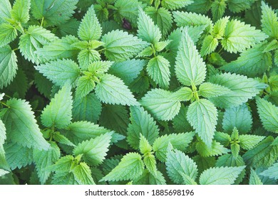 Stinging green nettle leaves background texture