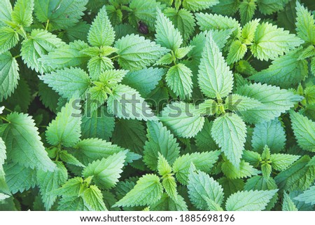 Stinging green nettle leaves background texture