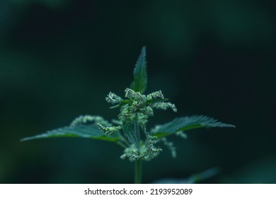 Stinging Nettle Or Common Nettle (Urtica Dioica)