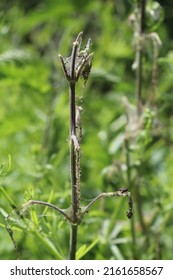 Stinging Nettle Eaten Bare By Caterpillars