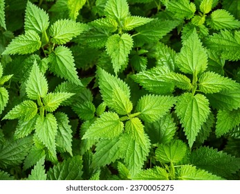 Stinging nettle is a genus of plants from the Stingaceae family. It grows in the temperate zone all over the world.