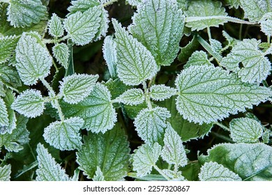 Stinging nettle leaves in hoarfrost after frost on an early autumn morning.