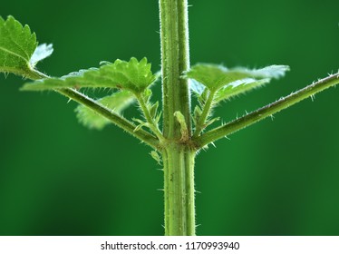 Stinging Nettle; Urtica Dioica;