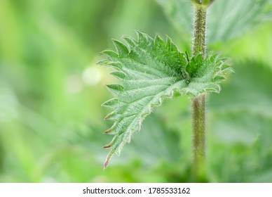 Stinging Nettle (Urtica Dioica) Leaf