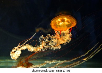 Stinging Pacific sea nettle jellyfish Chrysaora Fuscescens Glowing in dark deep sea