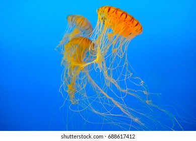 Stinging Pacific Sea Nettle Jellyfish Chrysaora Stock Photo 688617412 ...