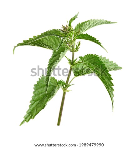 Stinging plant Urtica dioica, often known as common nettle, stinging nettle. Photo of a medicinal plant on a white background.. 