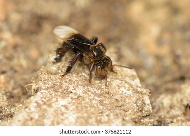 Stingless Bee