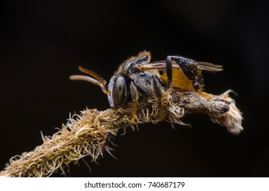 Stingless Bee