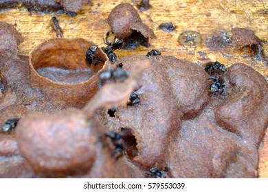 Stingless bee propolis