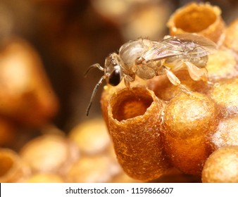 Lebah Kelulut In English