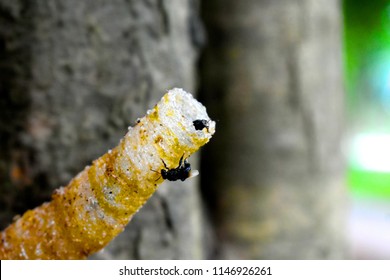 Stingless Bee Nest