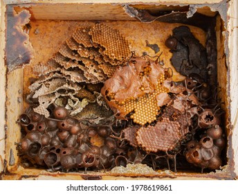 Stingless Bees Of Brazil In A Beehive Farm - Apidae - Meliponini