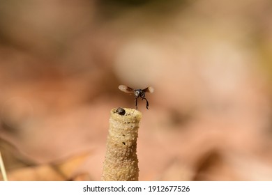 Stingless Bees in nature in Thailand