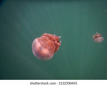 Stingless Jellyfish In Salty Water Lake With Poor Visibility