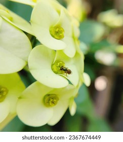 stingless trigona bee sucks euphorbia flower nectar - Shutterstock ID 2367674449