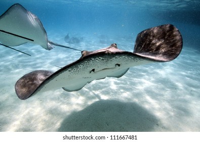 Stingray